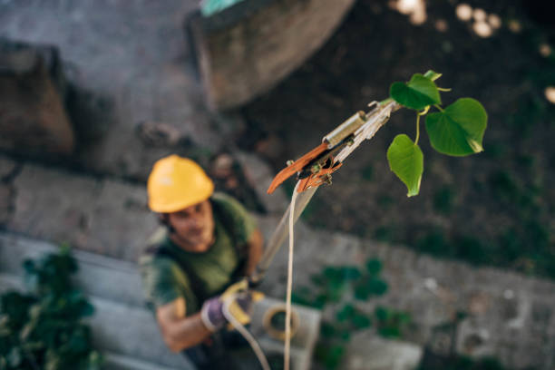 How Our Tree Care Process Works  in Wharton, NJ